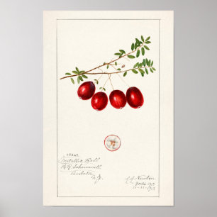 Amerikansk tranbär (Vaccinium macrocarpon) Poster