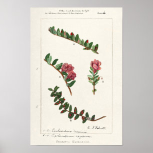 Amerikansk tranbär (Vaccinium Macrocarpon) Poster