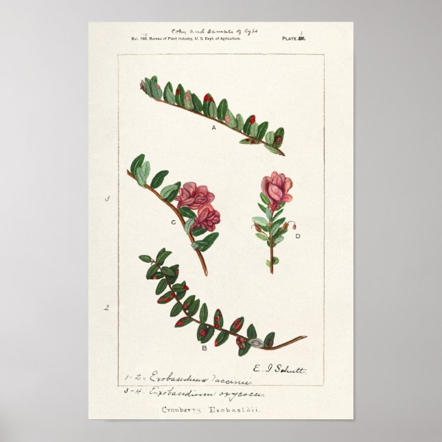 Amerikansk tranbär (Vaccinium Macrocarpon) Poster (Framsidan)