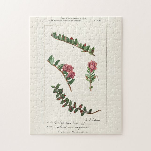 Amerikansk tranbär (Vaccinium Macrocarpon) Pussel (Vertikal)