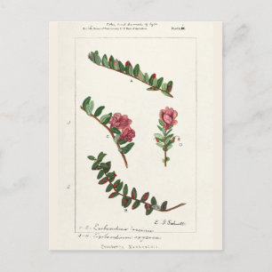 Amerikansk tranbär (Vaccinium Macrocarpon) Vykort
