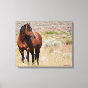 Amerikansk Vild Mustang Stallion Canvastryck