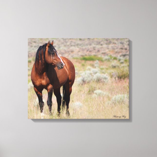 Amerikansk Vild Mustang Stallion Canvastryck (Framsida)