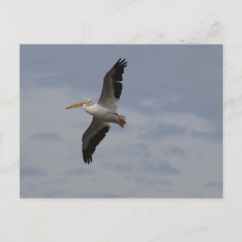 Amerikansk vit pelican inom migrationen vykort