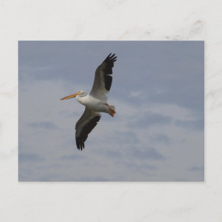 Amerikansk vit pelican inom migrationen vykort