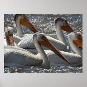 Amerikansk vit pelikan naturfotografering poster