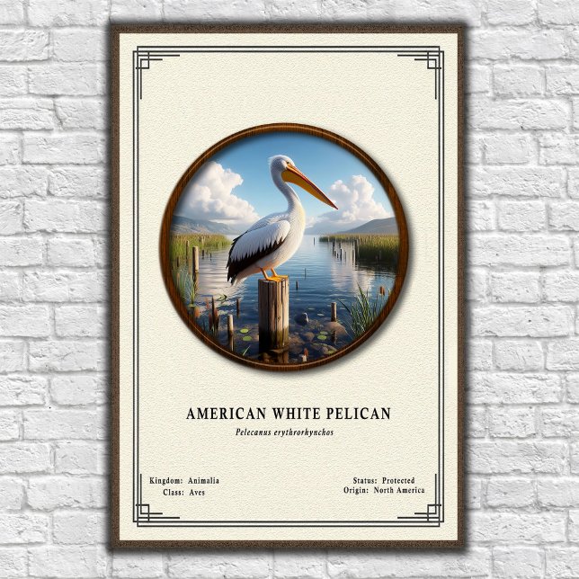 Amerikansk Vit Pelikan Zoologi Serie Poster (Skapare uppladdad)