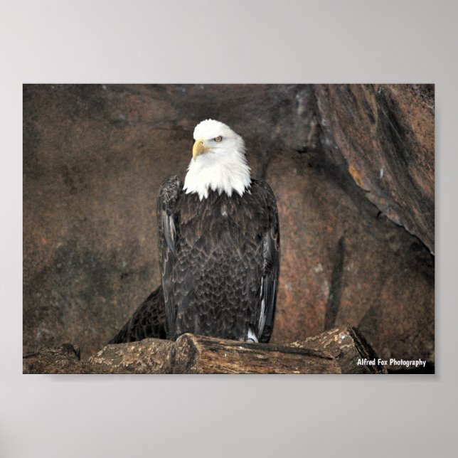 Amerikansk Vitörad Havsörn Porträtt Poster (Framsidan)
