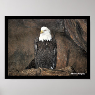 Amerikansk Vitörad Havsörn Porträtt Poster