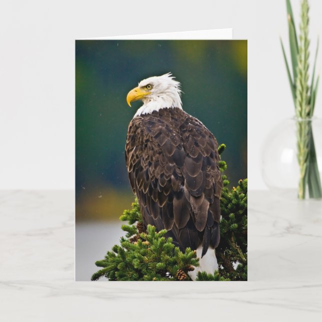 Amerikansk Vitörad Örn Sittande Kort (Framsida)