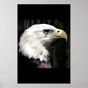 Amerikansk Vitörn Affisch Print Örnar Affischer