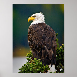 Amerikansk Vitörnad Havsörn Sittande Poster
