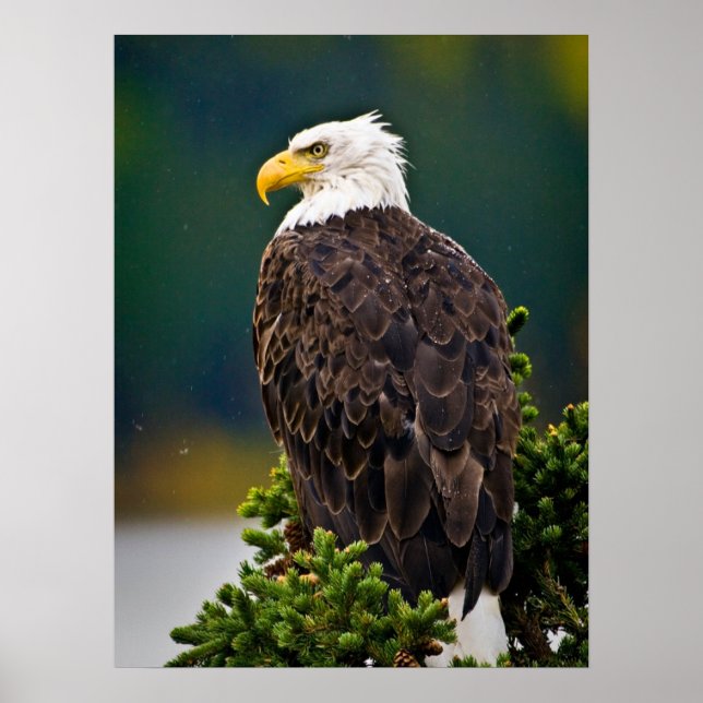 Amerikansk Vitörnad Havsörn Sittande Poster (Framsidan)
