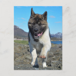 Amerikanska Akita Vykort