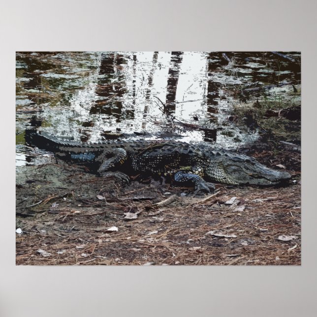Amerikanska Alligator Poster (Framsidan)