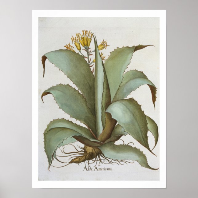 Amerikanska Aloe: Aloe Americana, från Hortus Ey Poster (Framsidan)