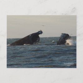 Amerikanska Atlantus Conlean Shipwreck, NJ Postcar Vykort
