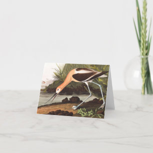 Amerikanska Avocet av John James Audubon Tack Kort