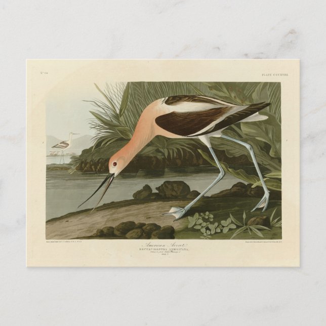Amerikanska Avocet från Audubon's Birds of America Vykort (Framsida)