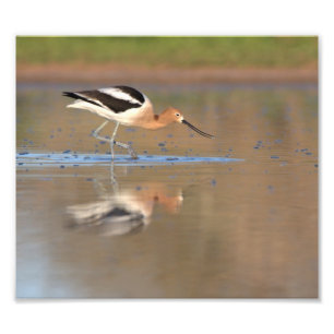 Amerikanska Avocet i dammarna Fototryck
