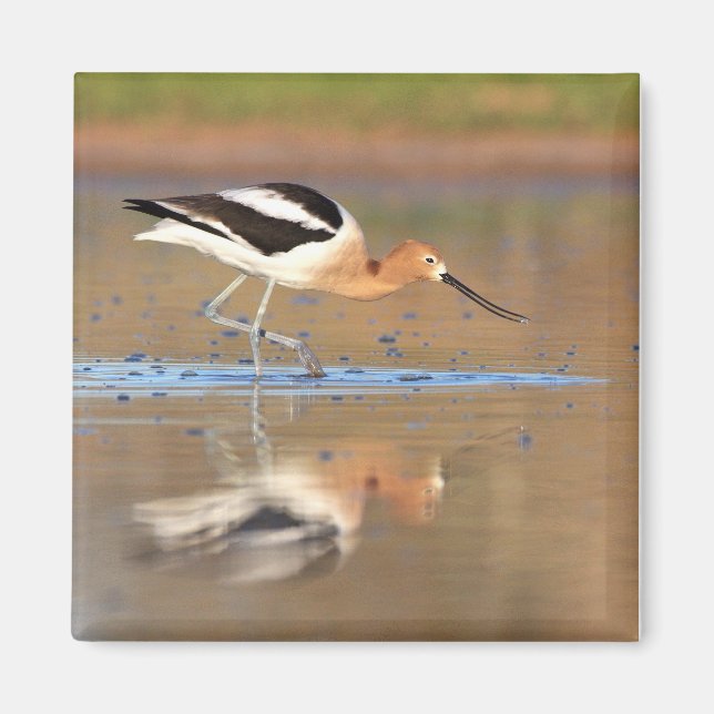 Amerikanska Avocet i dammarna Magnet (Framsidan)
