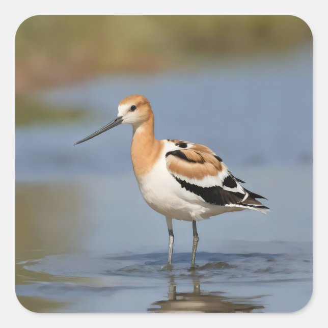 Amerikanska Avocet i vatten Fyrkantigt Klistermärke (Framsida)