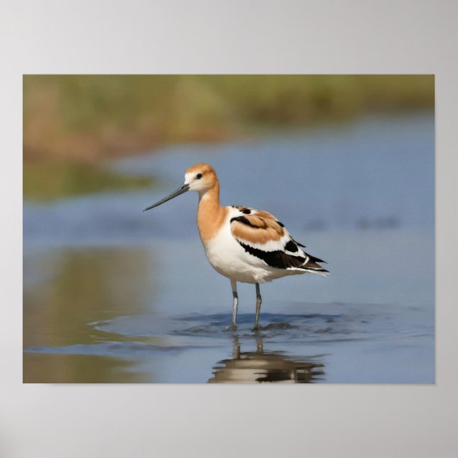 Amerikanska Avocet i vatten Poster (Framsidan)