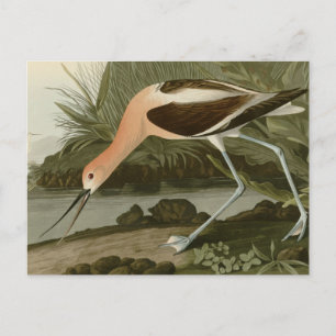 Amerikanska Avocet Vykort