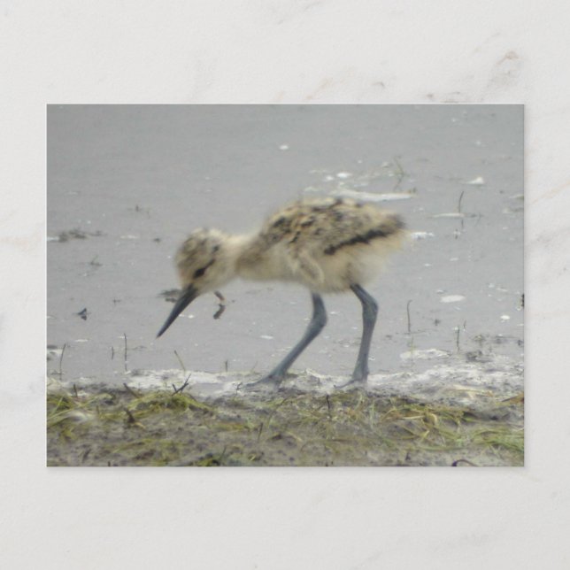 Amerikanska Avocet-vykort Vykort (Framsida)