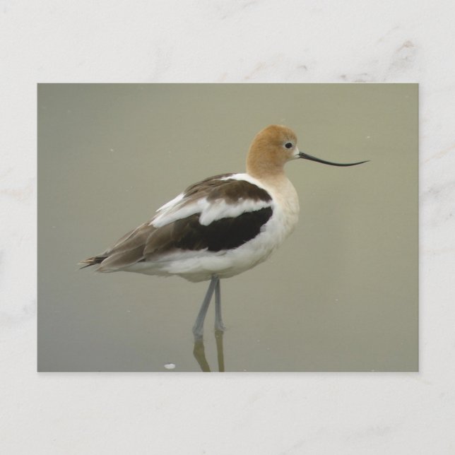 Amerikanska Avocet-vykort Vykort (Framsida)