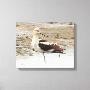 Amerikanska Avocet Wading Bird vid stranden Canvastryck