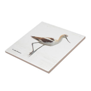 Amerikanska Avocet Wading Bird vid stranden Kakelplatta