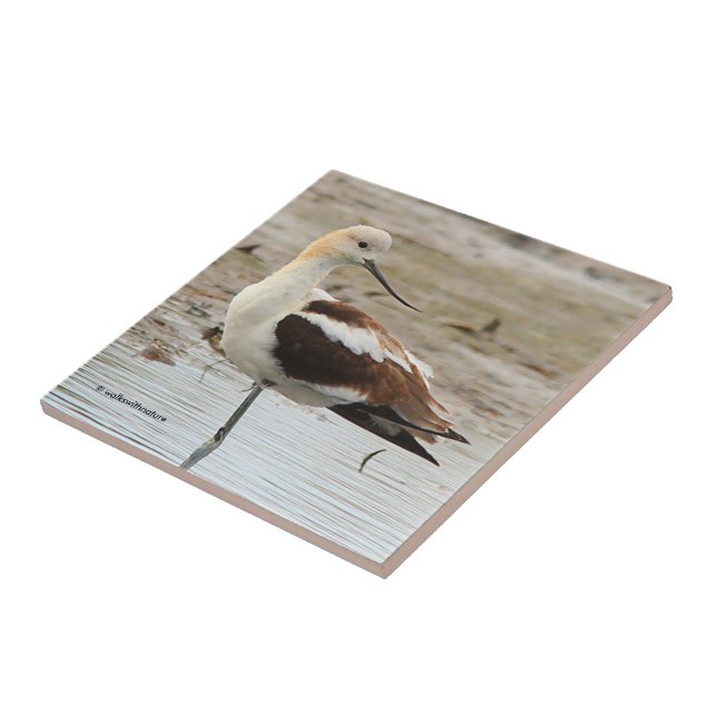 Amerikanska Avocet Wading Bird vid stranden Kakelplatta (Sidan)