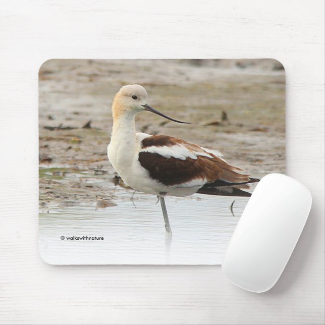 Amerikanska Avocet Wading Bird vid stranden Musmatta (Med mus)