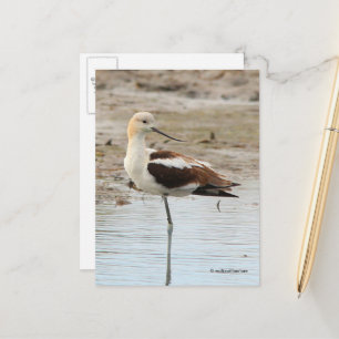 Amerikanska Avocet Wading Bird vid stranden Vykort