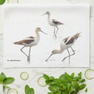 Amerikanska Avocets-fåglar på stranden Kökshandduk