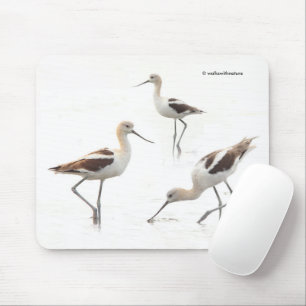Amerikanska Avocets-fåglar på stranden Musmatta