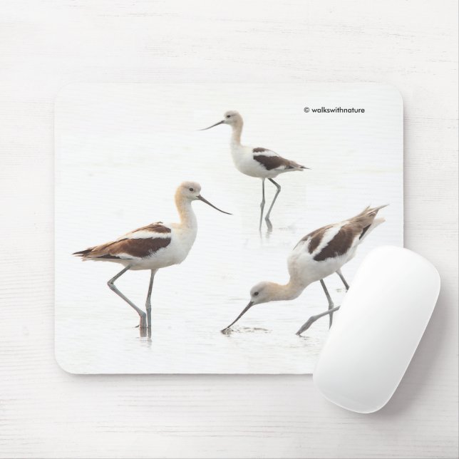 Amerikanska Avocets-fåglar på stranden Musmatta (Med mus)