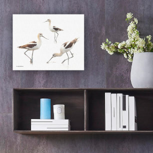 Amerikanska Avocets Shorebird på stranden Canvastryck