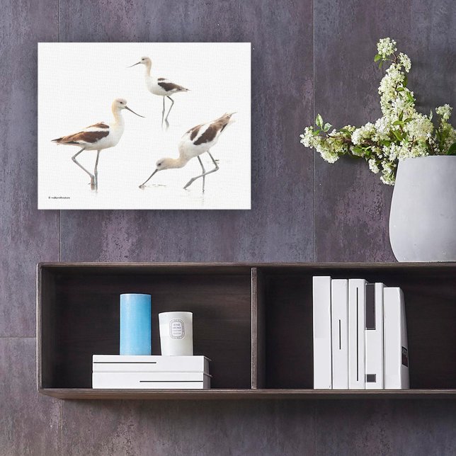 Amerikanska Avocets Shorebird på stranden Canvastryck (Stunning American Avocet Shorebirds at the Beach Canvas Wrap Cover Photo.)