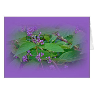 Amerikanska Beautyberry (Callicarpa americana) Hälsningskort