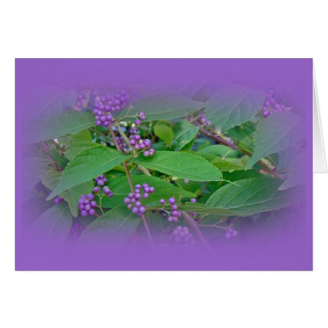Amerikanska Beautyberry (Callicarpa americana) Hälsningskort (Framsidan Horizontal)