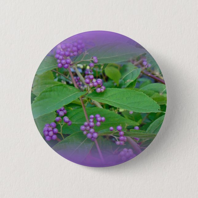 Amerikanska Beautyberry (Callicarpa americana) Knapp (Framsida)
