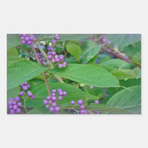 Amerikanska Beautyberry (Callicarpa americana) Rektangulärt Klistermärke