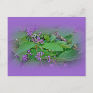 Amerikanska Beautyberry (Callicarpa americana) Vykort