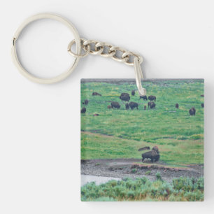 Amerikanska bison