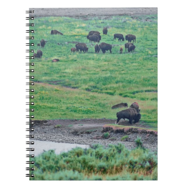 Amerikanska bison anteckningsbok (Framsidan)