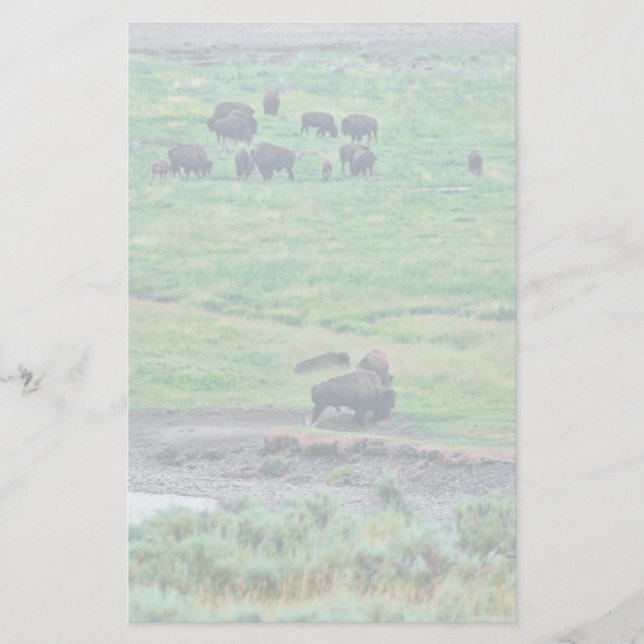 Amerikanska bison brevpapper (Framsida)