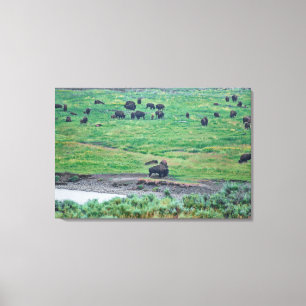 Amerikanska bison canvastryck
