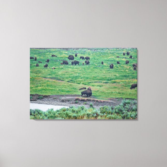 Amerikanska bison canvastryck (Framsida)